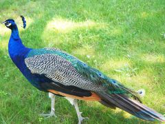 Голубая волна (Геленджик) санаторий