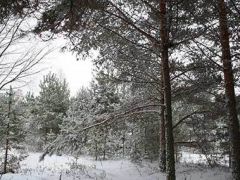 Новый Ковчег