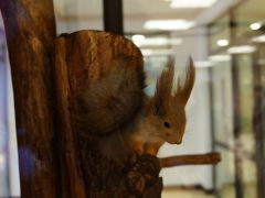 Яхонты(Таруса)