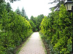 Лесное