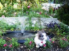 Арго (Лазаревское)