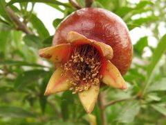 Арго (Лазаревское)