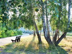 Карагайский бор 