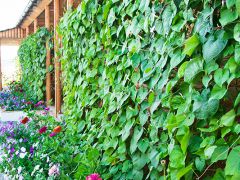 Новый Океан