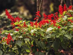 Пушкино (Гурзуф)