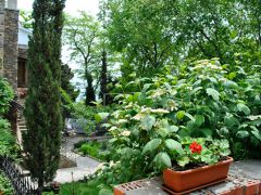 Красный мак (Алушта)