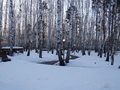 Березовая роща (Тюмень)