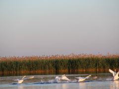 Золотой лотос