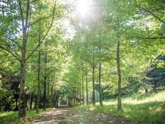 Нева Интернейшенел