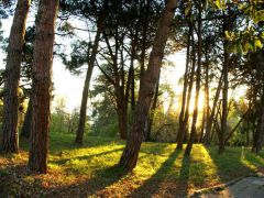 Металлург (Сочи)