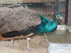 Счастливое детство 