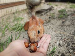 Счастливое детство 