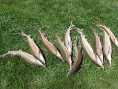 Александровская слобода