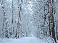 Нехама