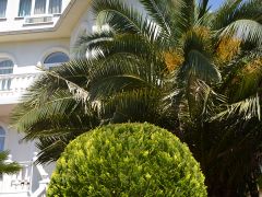 София на Чкалова