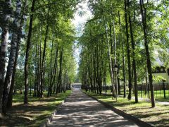 Елочки