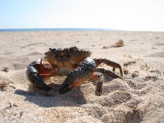 Береговой (Молочное)