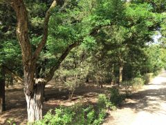 Береговой (Молочное)