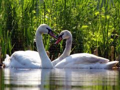 Янган-Тау (туркомплекс)