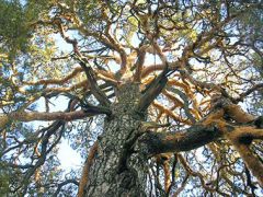 Оболсуново