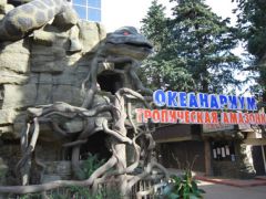 Морская звезда (Лазаревское)