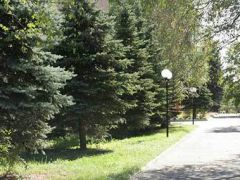Сосны ВОС
