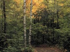 ЛПУ Санаторий Березовая роща