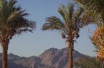 SONESTA BEACH RESORT (TABA)