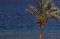 SONESTA BEACH RESORT (TABA)