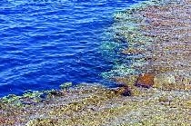 SHARM REEF